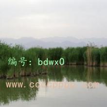 ʶ