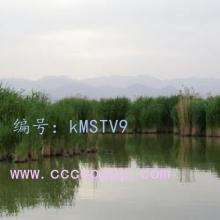 ά
