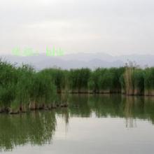 ʶ