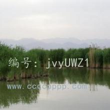 ʶ