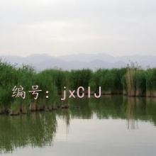 ά