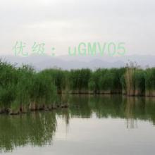 ʶ