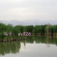 ۾