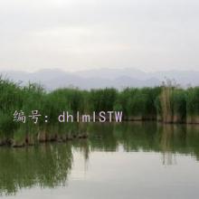 ƻ