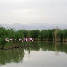 ά