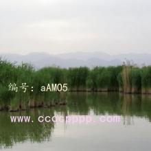 ά
