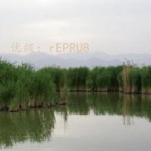 ά