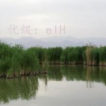 ʶ